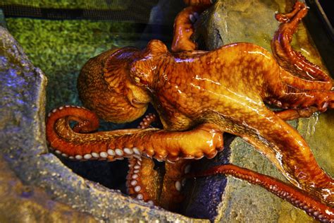 The Process Of Senescence In Giant Pacific Octopuses Wonders Of Wildlife