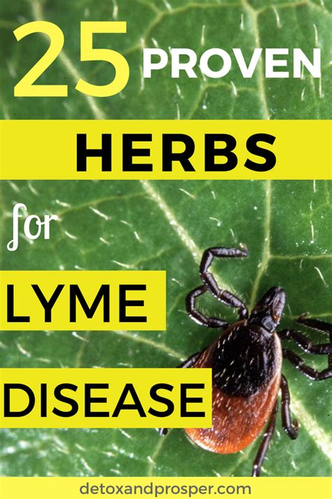Master List Of Herbs For Lyme Disease Lyme Disease Lyme Disease