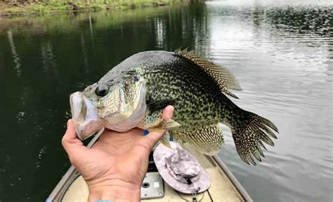 Early Season Slabs How To Catch Crappie In The Spring