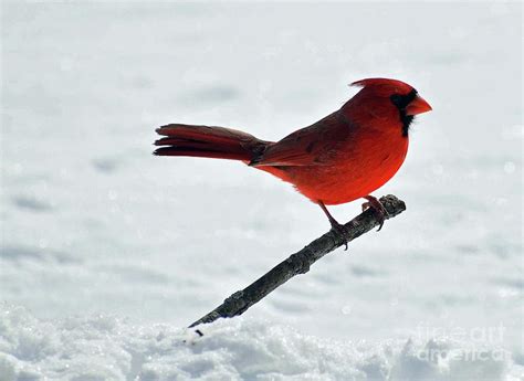 Glistening Snow And The Northern Cardinal Photograph By Cindy Treger