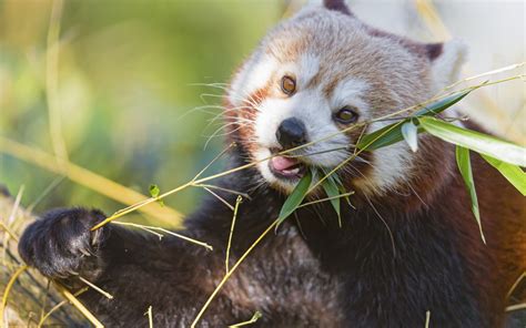 Wallpaper Leaves Animals Wildlife Whiskers Red Panda Fauna