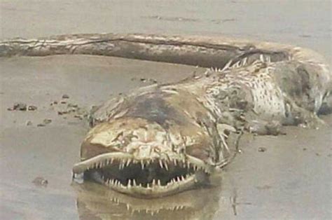 Sea Monster Washes Up In Mexico But Internet Cant Identify Beast