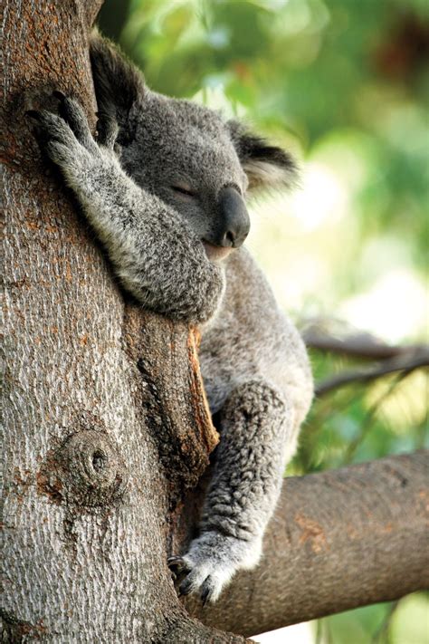 Tree Hugging Koalas Uncover The Secret To Staying Cool Australia