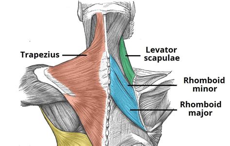 Some important structures contained in or passing through the neck include the seven cervical vertebrae and enclosed spinal cord, the jugular veins and carotid arteries, part of the esophagus, the larynx. Neck Upper Back Muscle Anatomy - Human Anatomy