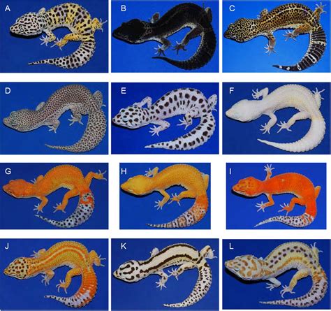 Leopard Gecko Colors
