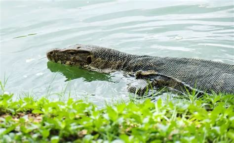 Asian Water Monitor Care Facts What You Need To Know Everything Reptiles