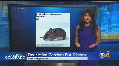 Beware Of Deer Mice Hantavirus When Cleaning Youtube