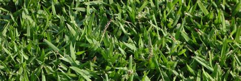 Zoysia Grass Guide