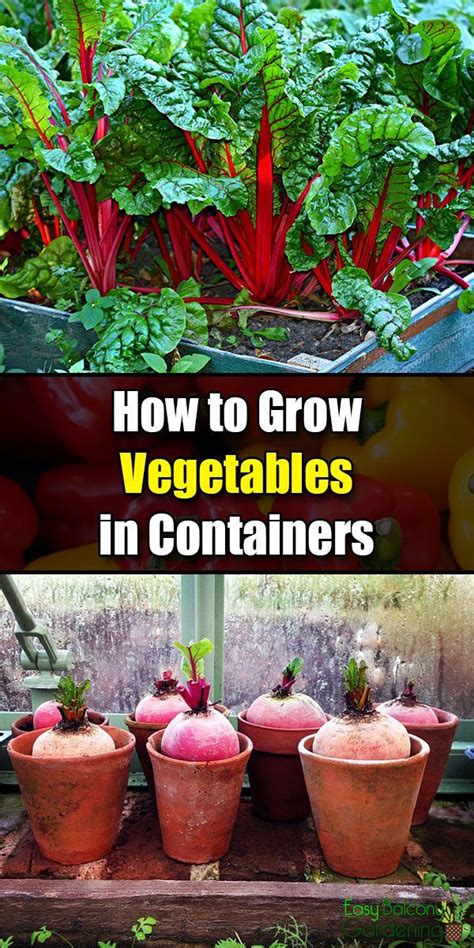 How To Grow Vegetables In Containers Easy Balcony Gardening Growing