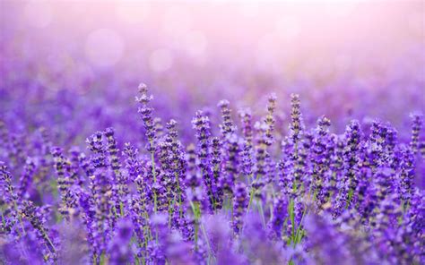 Grow Lavender At Home Tips Considerations And More