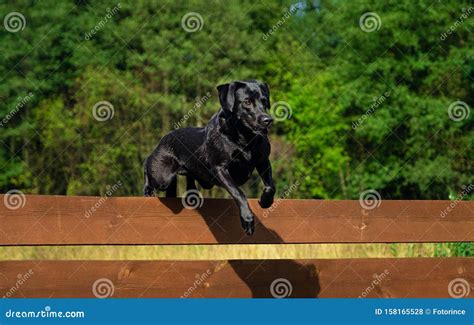 Labrador Retriever Dog Jumping Stock Photo Image Of Mammal Friend