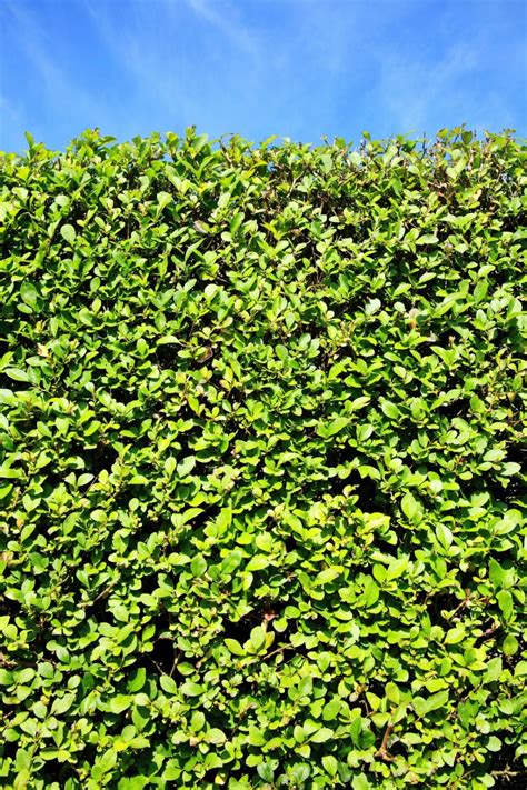 Growing a Privet Hedge | ThriftyFun