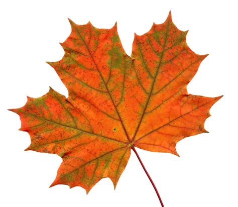 Big Maple Leaf Clip Art Red Maple Leaves Shading Png Download 1024