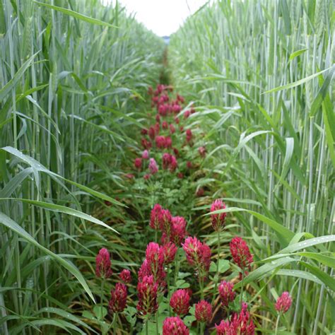 Crimson Clover Cover Crop Seed For Sale 52550 Lb