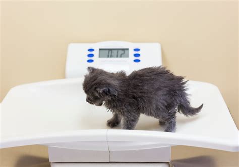 How To Help Your Cat Gain Weight Miss Cats