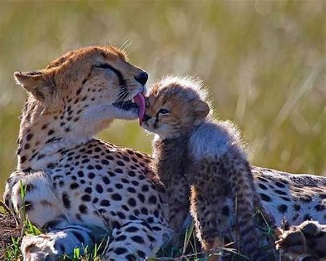Cute Baby Animals And Their Moms 36 Pics