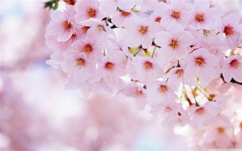 Cherry Blossoms Flowers Wallpapers Top Free Cherry Blossoms Flowers Backgrounds Wallpaperaccess
