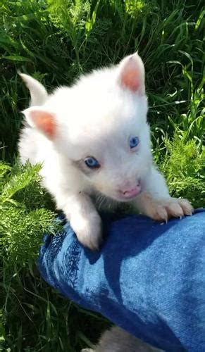 Check spelling or type a new query. Border Collie Puppy for Sale - Adoption, Rescue for Sale in Pilot Rock, Oregon Classified ...