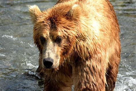 Large Lumbering Grizzly Bear Photograph By Patricia Twardzik