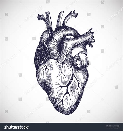 Human Heart Vector Illustration Stock Vector 163113980 Shutterstock