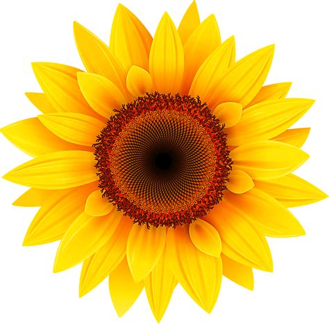 Sunflower Png Vector