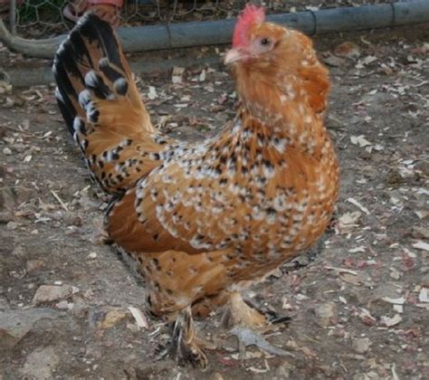 They are broody, good foragers and tolerate confinement. Mille Fleur D'Uccle Bantam Chicks for Sale | Cackle Hatchery