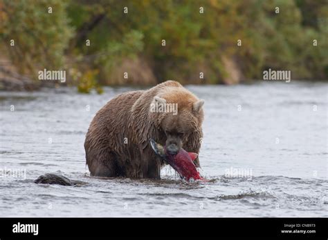 Brown Bear Catches A Salmon In Its Mouth Grizzly Creek Katmai National Park And Preserve
