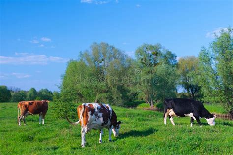 Milk Cows Grazing In A Green Grass Field Pasturage Under Blue Sk Stock