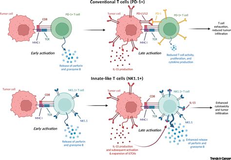 Self Reactive Innate Like T Cells Enhance Cytotoxicity And