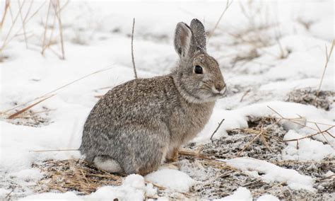 Where Do Rabbits Go In The Winter A Z Animals
