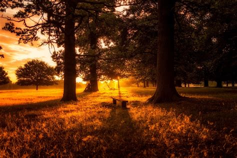 Forest At Sunset Wallpapers Wallpaper Cave
