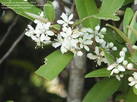 Plantfiles is the most complete plant database online, with information for new and expert gardeners alike. Plant Identification: CLOSED: Hedge/shrub plant with white ...