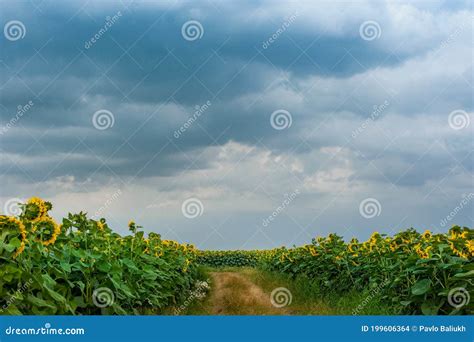 Trail In A Field Of Sunflowers And The Sky Storm Stock Photo Image Of
