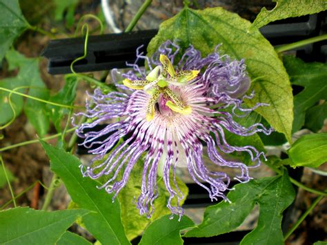 va zone 6 purple flowers with grassy leaves at the edge of the woods. Passion flower hardy perennial in zone 6 | Hardy ...