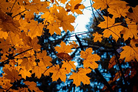 Wallpaper Maple Leaves Autumn Branches 6000x4000 Goodfon