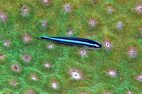 Img5987a Neon Goby Elacatinus Oceanops Kevin Bryant Flickr