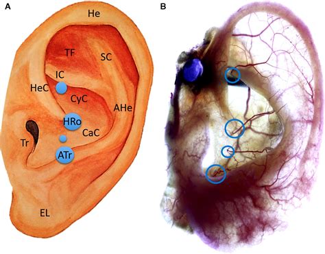 Reevaluation Of The Arterial Blood Supply Of The Auricle Zilinsky