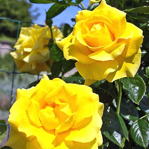 Rosa Shining Beauty Rosier Grimpant à Grandes Fleurs Jaune Orangé