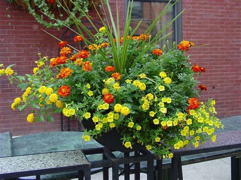 Marigolds As Container Plants Containergardeningideaspots Container