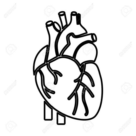 Human Heart Clipart Black And White Free Download On Clipartmag
