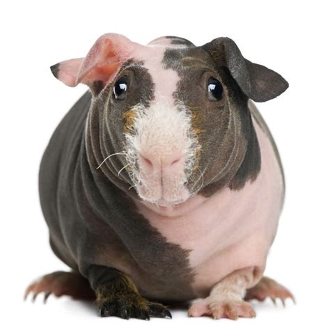 Hairless Guinea Pig For Sale Scotland Erna Ayala