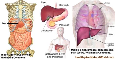 Where Is Your Liver Located And What Causes Liver Pain