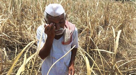 Over 30 Farmers A Day Committing Suicide Over Debt In India Ctn News