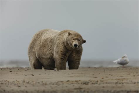 Photographer Takes Picture Of Ten Stone Overweight Polar Bear