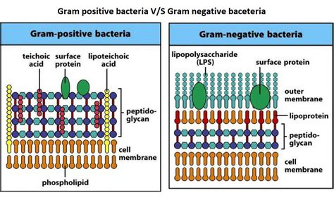 Bacterial Cell Wall Structure Gram Positive Negative Sexiz Pix
