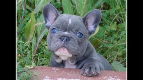 At brenglora bulldogs we take pride in producing top quality english bulldog puppies for sale to families and individuals wanting a. grey french bulldog blue eyes - YouTube
