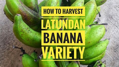 How To Easily Harvest Latundan Banana Variety Food Forest Project