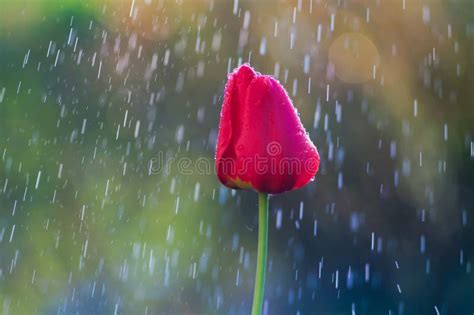 Red Tulip In Drops Of Water In The Spring Rain Stock Photo Image Of