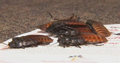 Pest Control Company Wants To Pay You 2k To Release 100 Cockroaches Into Your Home News From