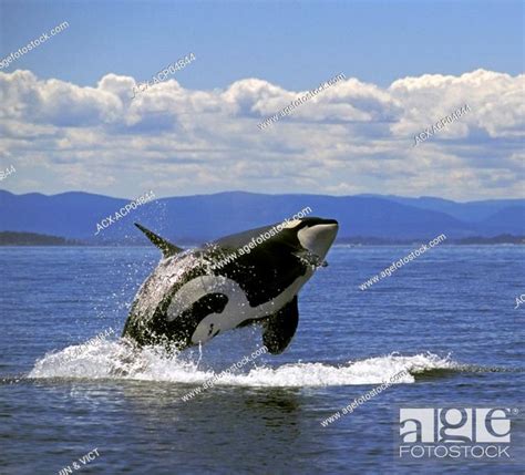 Orcakiller Whale Orcinus Orca Breaching Summer Haro Strait Between